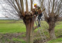 Knottende man